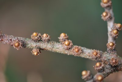 Larix kaempferi 'Gray Pearl' - modřín japonský'Gray Pearl' - pupeny (2)